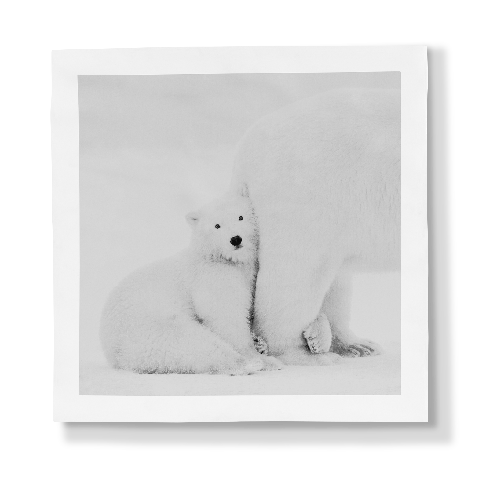 Porcelain Panel Arctic Emotion Mummy I Love You by Kyriakos Kaziras