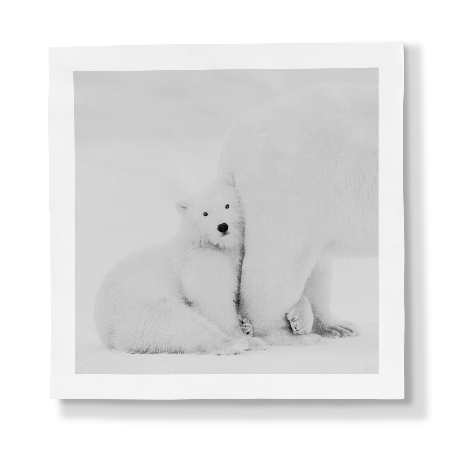 Kyriakos Kaziras Arctic Emotion Porcelain Panel - Mummy I Love You